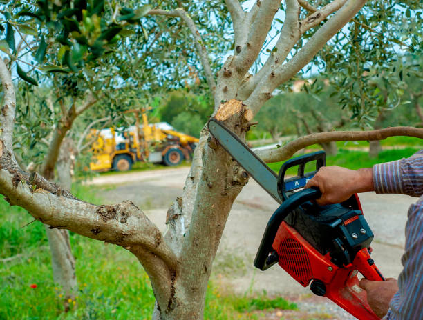 Best Affordable Tree Service  in USA